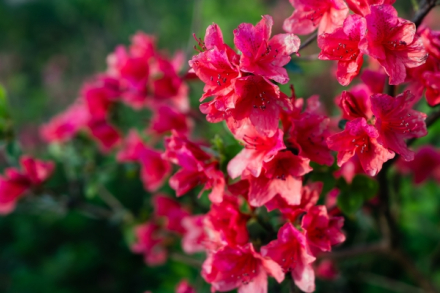 余姚市市花：杜鹃花