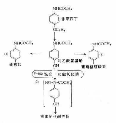 己糖醛酸 己糖醛酸