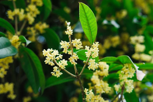 桂花