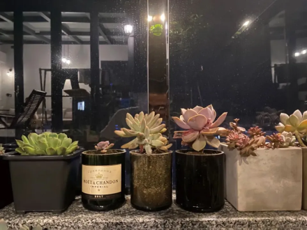 章宇用酒瓶改造成的花盆，种着父母的多肉