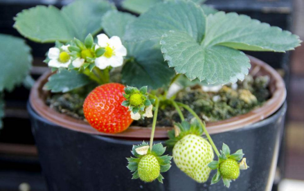 草莓植株