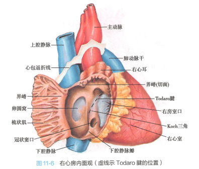 右心房内面观（虚线示Todaro腱的位置）