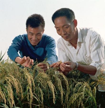 1976年袁隆平和李必湖在观察杂交水稻生长情况 