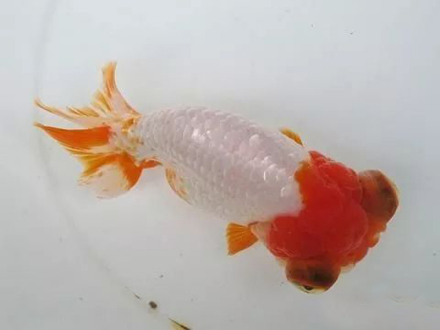 虎头龙背