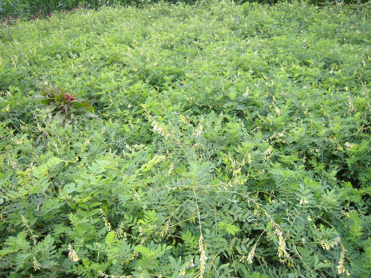 陇西黄芪生产基地