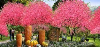 桃花 