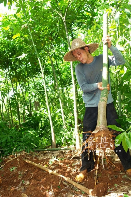红壤种植