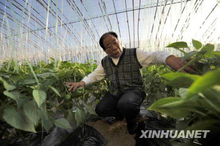 王乐义在大棚