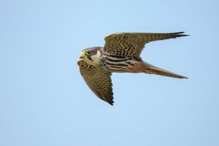 飞行的燕隼（Falco subbuteo） 