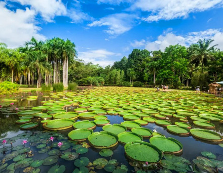 水生植物园