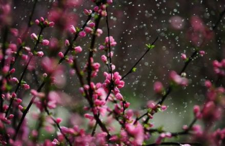 铜驼暮雨