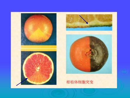 柑桔体细胞突变