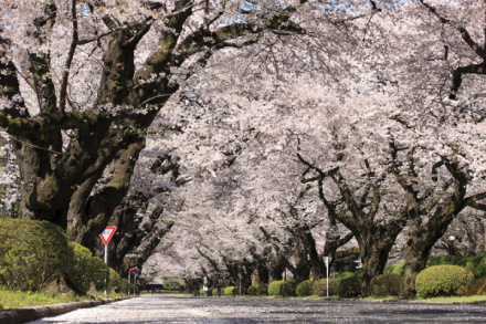 樱花大道