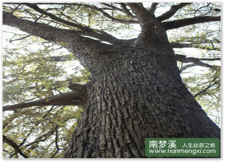 森林 瀑布 风景 山水 溪水 古树 南梦溪