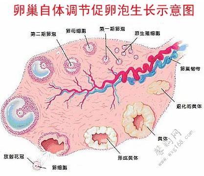 卵巢自体调节促卵泡生长示意图