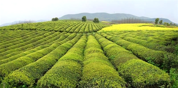 湾沚镇鲁村茶园