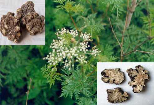 川芎的图片13