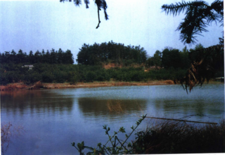 杨家洲船形汉墓群