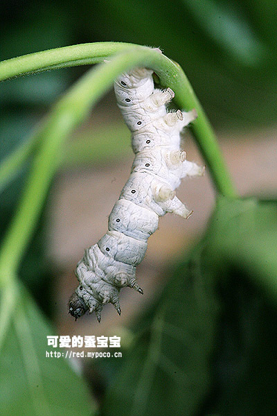 桑蚕