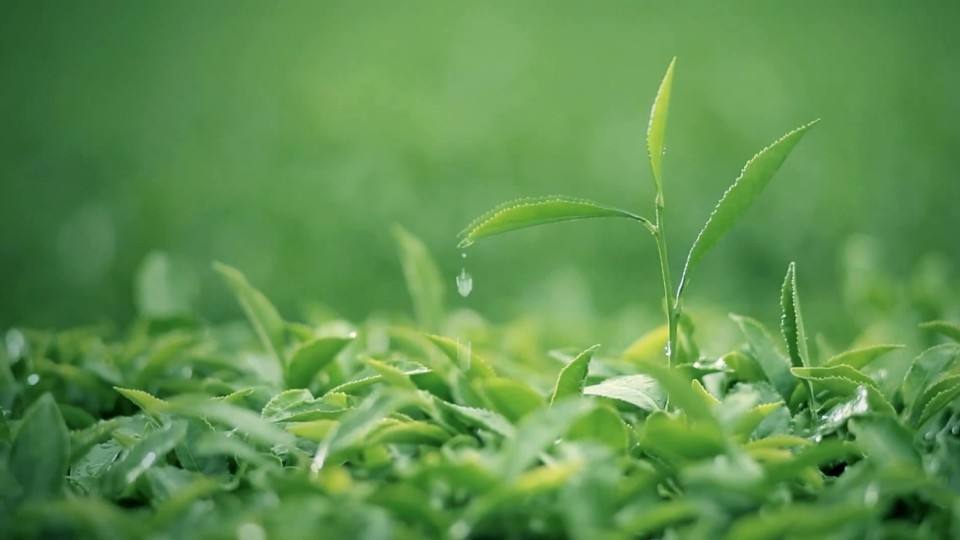 龙神茶