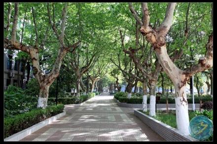 南京市第十三中学风景