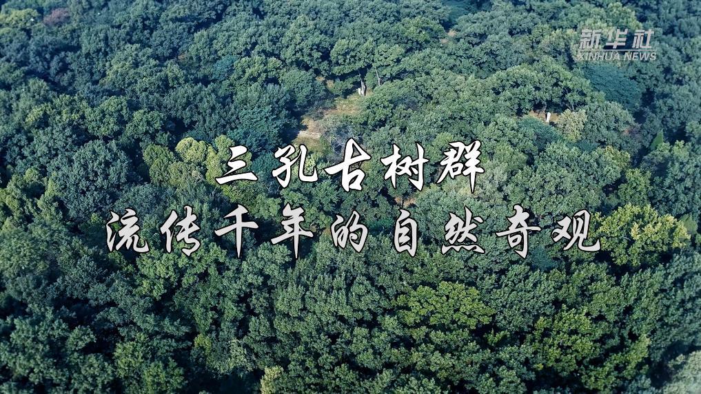 古树名木：三孔古树群 