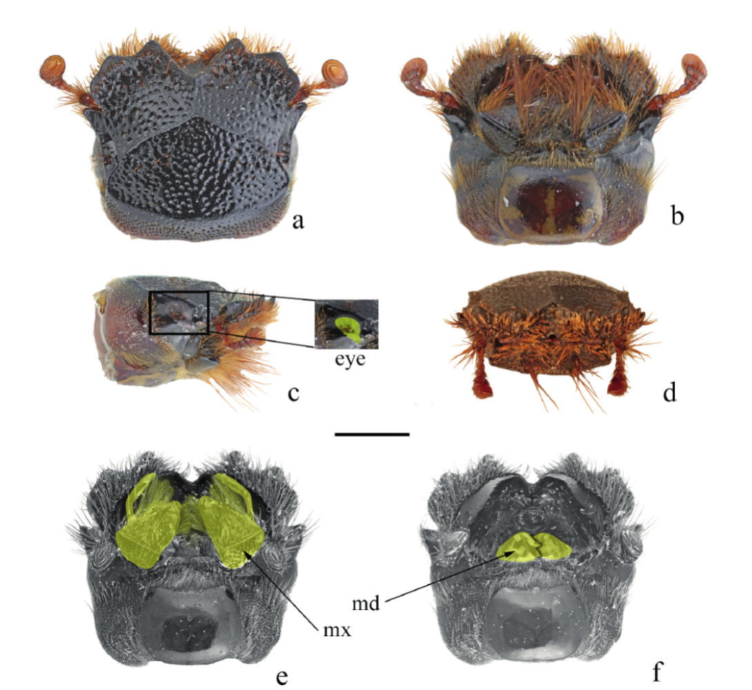 Belohina inexpectata 头部细节图 