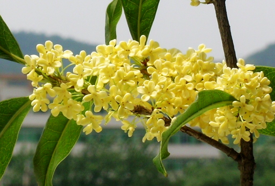 桂花