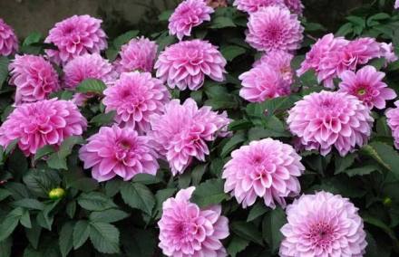 临洮大丽花