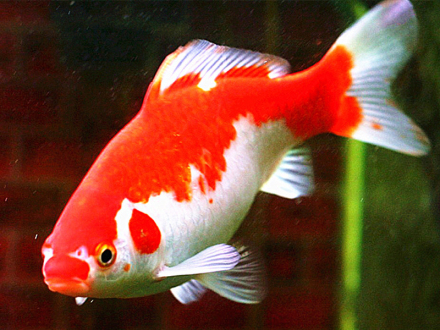 金鲫