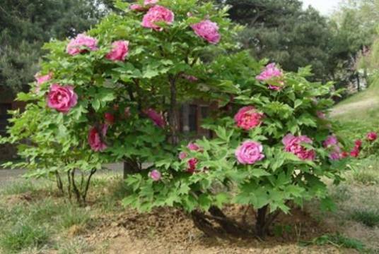 Paeonia suffruticosa