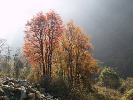 连香树