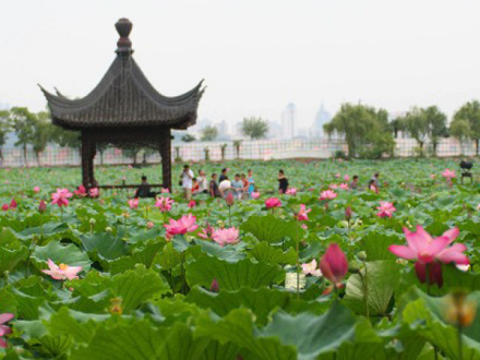 东湖荷花
