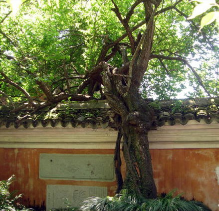 隋梅