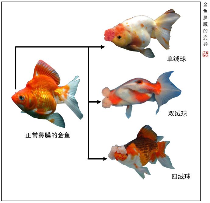 鼻膜变异