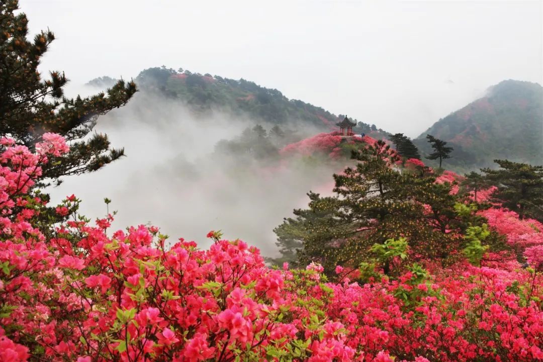 麻城龟峰山景区–杜鹃花