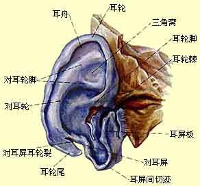 耳朵的介绍