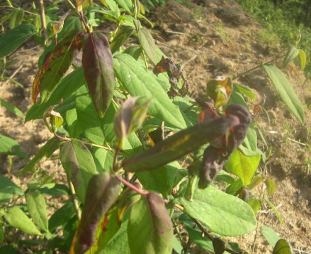 金银花褐斑病