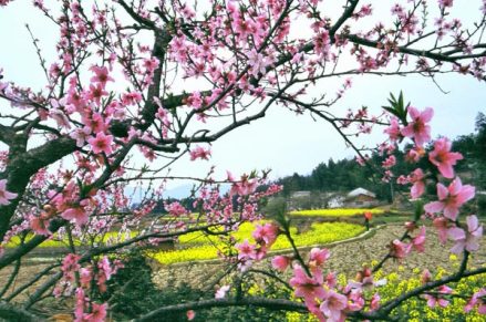 桃花