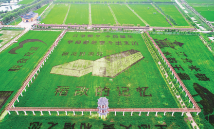 稻田画