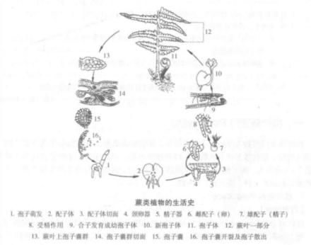 生长习性