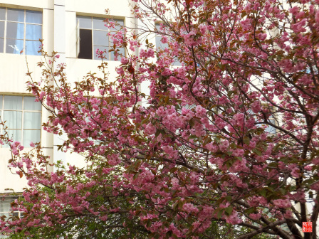 宁夏师范大学老校区校园掠影