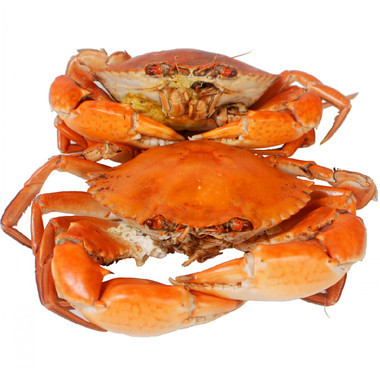 三门青蟹