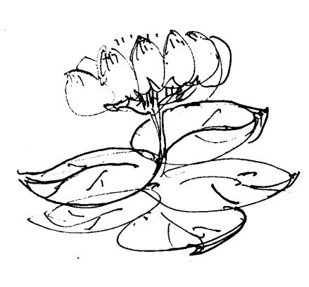 一花五叶