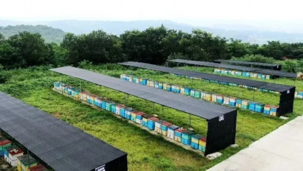 玉皇山蜂种场