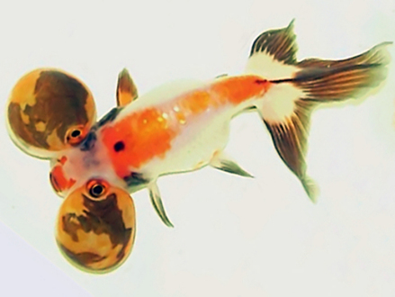 三色水泡眼