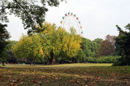 100年桑树