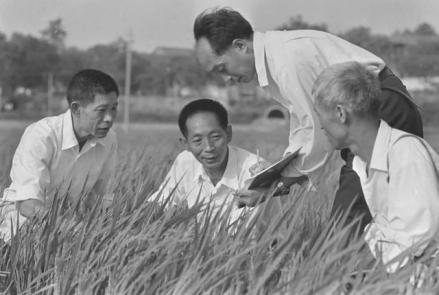 1980年10月，攻克了制种关 