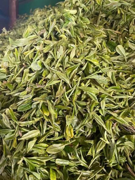 崂山绿茶