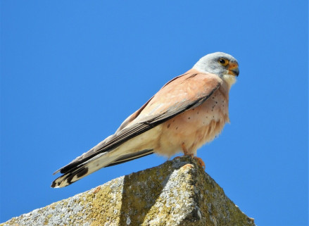 黄爪隼（Falco naumanni） 